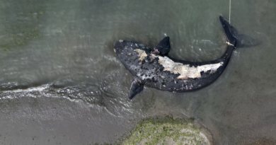 Descubren la causa de la muerte de 30 ballenas francas en el sur de Argentina