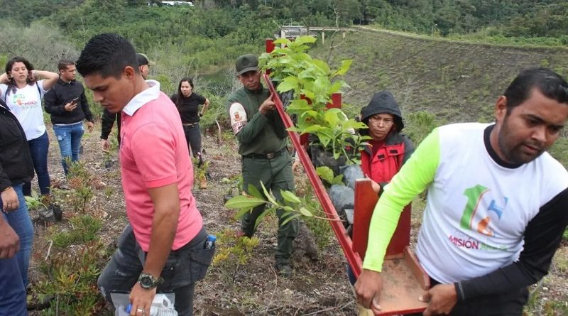 Activan línea de acción “Sembrando Vida” del Plan Nacional de Reforestación 2022-2023