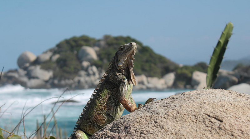 Estudio afirma que América Latina ha perdido biodiversidad
