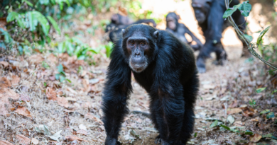 Investigación científica revela que los chimpancés pueden sincronizar sus pasos