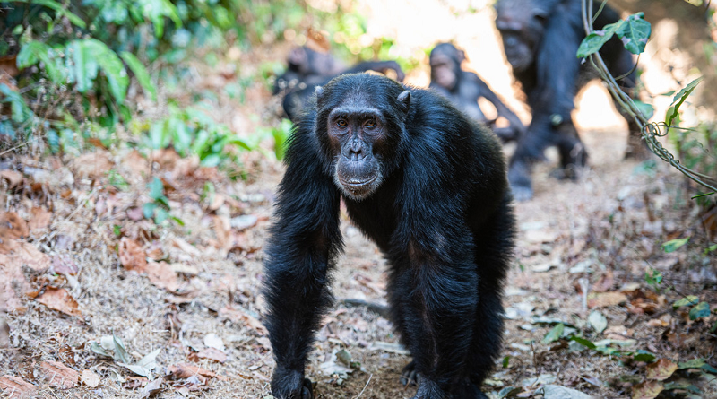 Investigación científica revela que los chimpancés pueden sincronizar sus pasos