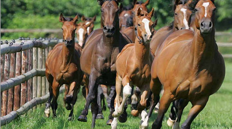 Primer ancestro del caballo surgió en América del Norte hace 5 millones de años