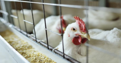 Inglaterra impone confinamiento de aves por gripe aviar