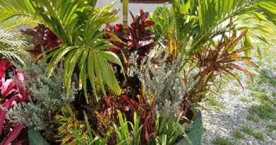 Siembran plantas ornamentales en urbanismo de Ciudad Caribia