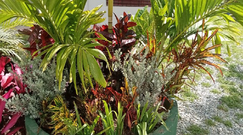 Siembran plantas ornamentales en urbanismo de Ciudad Caribia