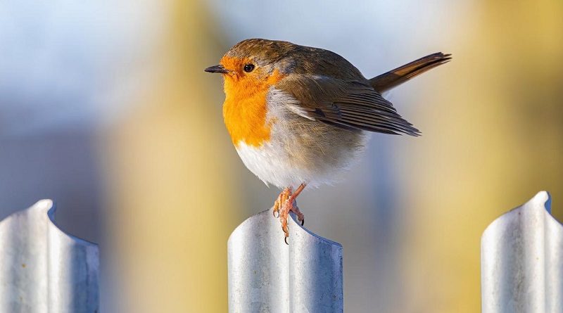 Calentamiento Global causa que las aves sean cada vez más pequeñas