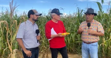 Cultivando Patria: Productores siembran maíz sin agrotóxicos y con semilla 100% nacional en Guárico