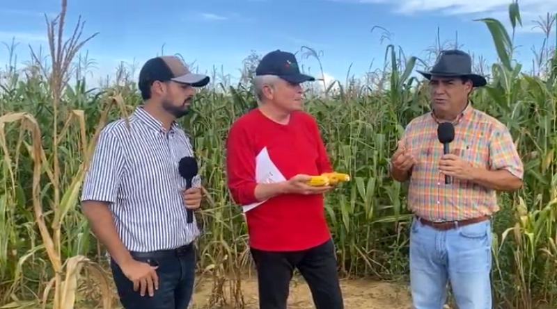 Cultivando Patria: Productores siembran maíz sin agrotóxicos y con semilla 100% nacional en Guárico