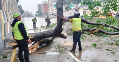 Cuadrillas de GDC despejan avenida Libertador por caída de árbol producto de las lluvias