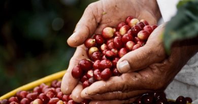 Expoferia Café, Flores y Miel 2022 reunirá a productores primarios de Miranda