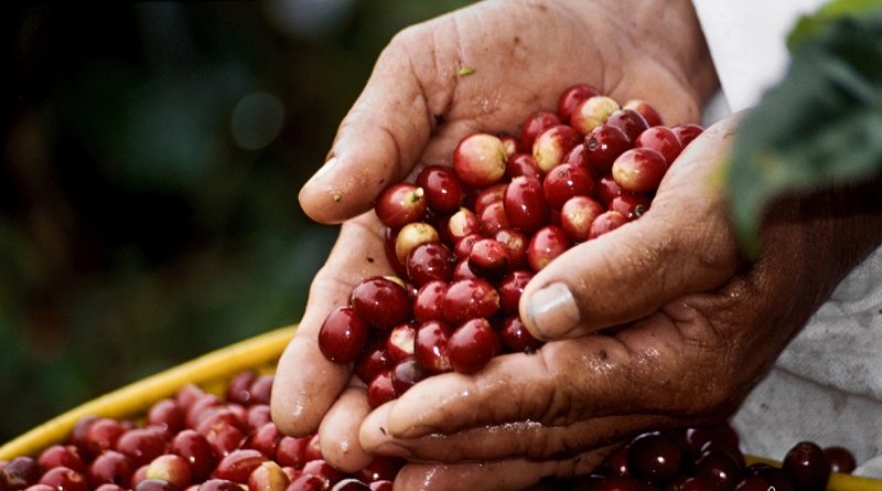 Expoferia Café, Flores y Miel 2022 reunirá a productores primarios de Miranda