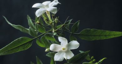 Tener plantas en la habitación ayudan a dormir mejor