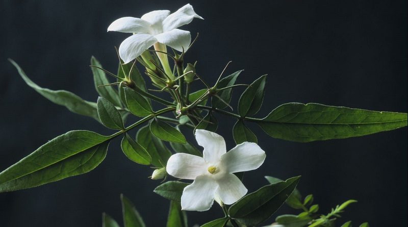 Tener plantas en la habitación ayudan a dormir mejor
