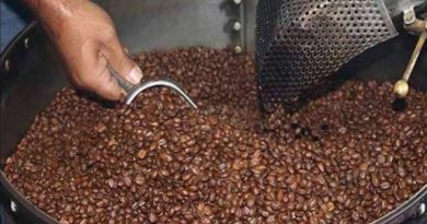 Inauguran ruta turística Café El Caballito 2022 en Lara
