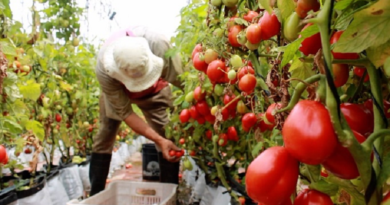 Agricultores de Guárico muestran sus potencialidades en producción de alimentos