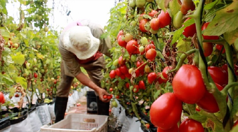 Agricultores de Guárico muestran sus potencialidades en producción de alimentos