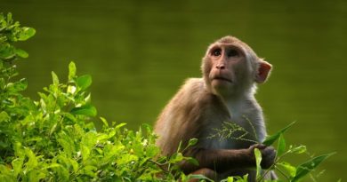 Especialistas chinos trasplantan órganos de un cerdo a monos primates