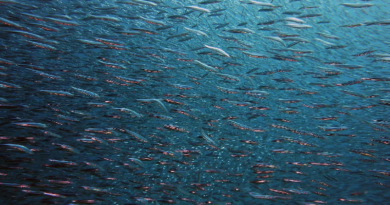 Descubren la razón por la que los peces miran hacia abajo cuando nadan