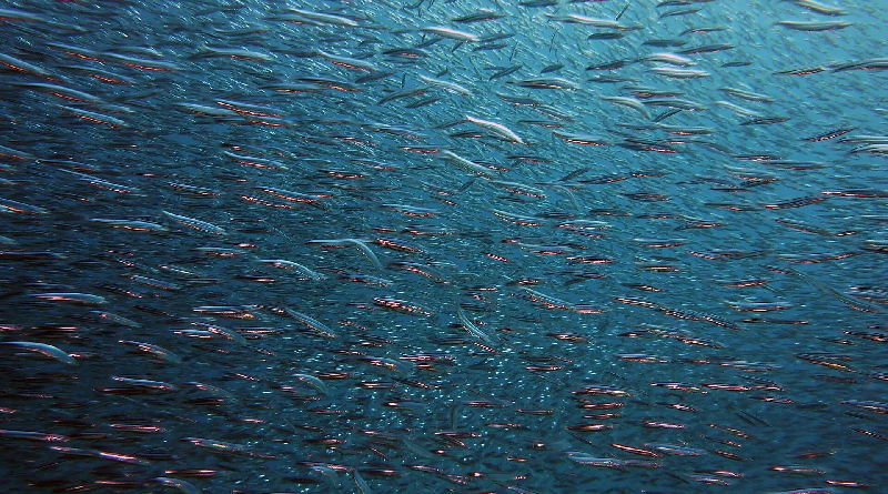 Descubren la razón por la que los peces miran hacia abajo cuando nadan