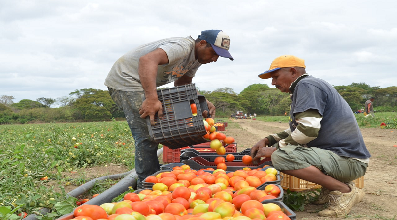 Plan Siembra Guárico promueve la unificación de las fuerzas productivas