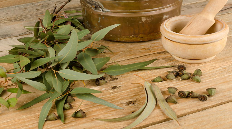 Plantas medicinales que podrían ayudar a combatir las molestias generadas por la artritis y artrosis