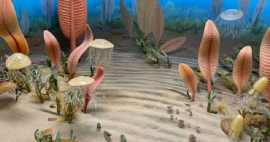 Estudio sugiere que la Tierra estaría atravesando su séptima "extinción masiva"
