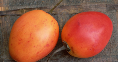 ¿Qué beneficios tiene el tomate de árbol para la salud?