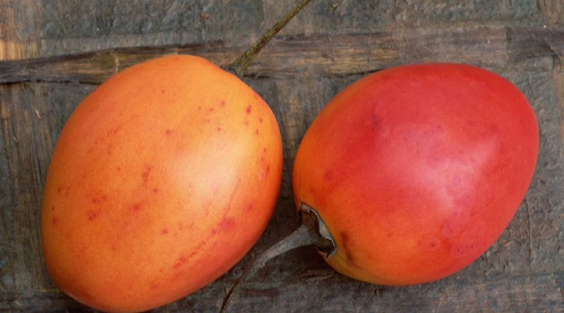 ¿Qué beneficios tiene el tomate de árbol para la salud?