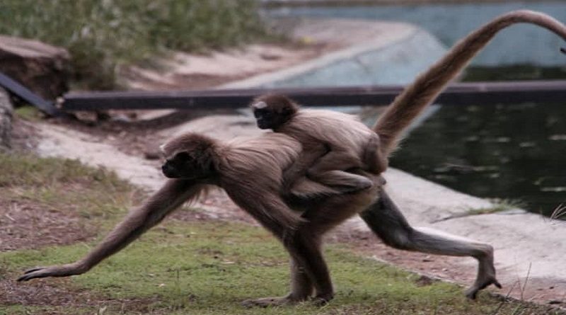 Parque Zoológico y Botánico Bararida es único en el país con reproducción protegida de animales