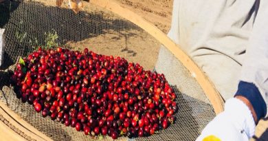 Portuguesa participará en concurso de "Cafés de especialidad"
