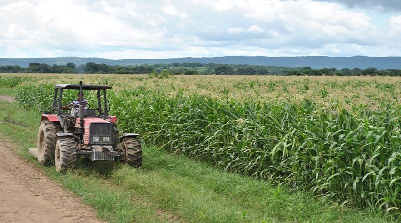 Guárico se prepara para ampliar capacidades de cultivo durante ciclo Norte Verano 2022-2023