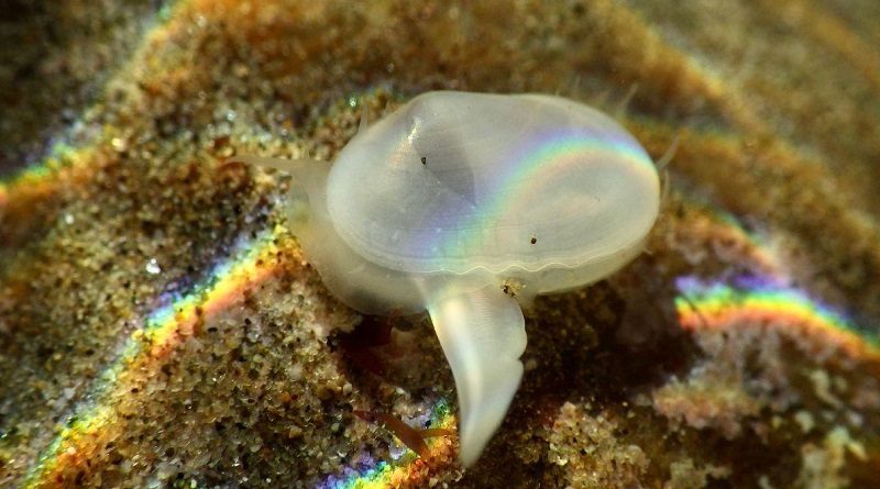 Reaparece almeja extinta hace 30.000 años