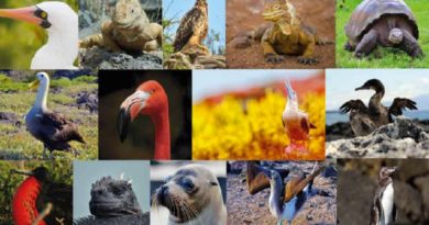 Ecuador busca proteger Islas Galápagos de influenza aviar