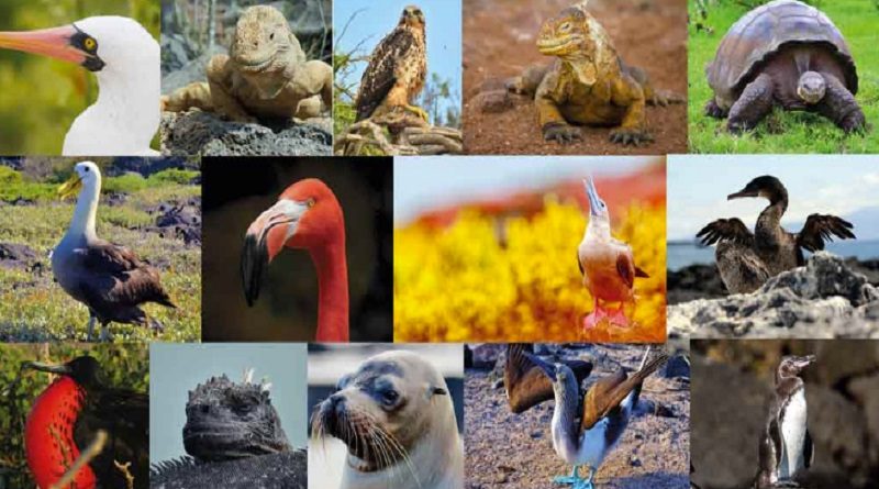 Ecuador busca proteger Islas Galápagos de influenza aviar