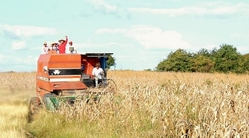 Fundo Zamoranos de Unapire de Guárico cosecha 150 hectáreas de maíz amarillo