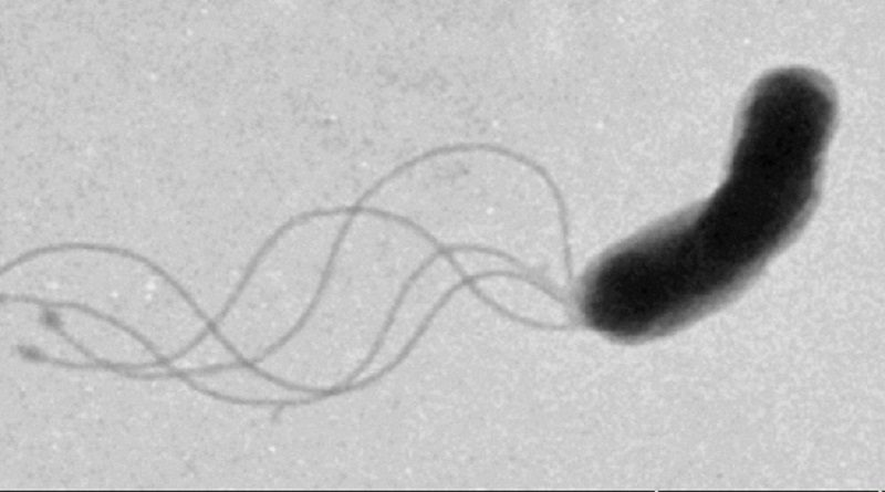 Descubren al primer microorganismo que se alimenta de virus