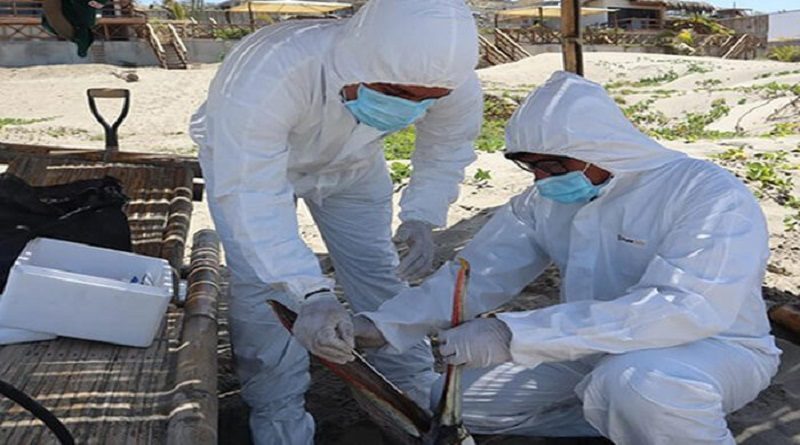 Ecuador y Perú declaran emergencia zoosanitaria por brote de influenza aviar