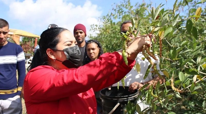 Agricultores de Coche mantienen experiencia productiva en km 7 de la Panamericana