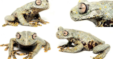 Descubren en Ecuador nueva especie de rana y la nombran en honor a Tolkien