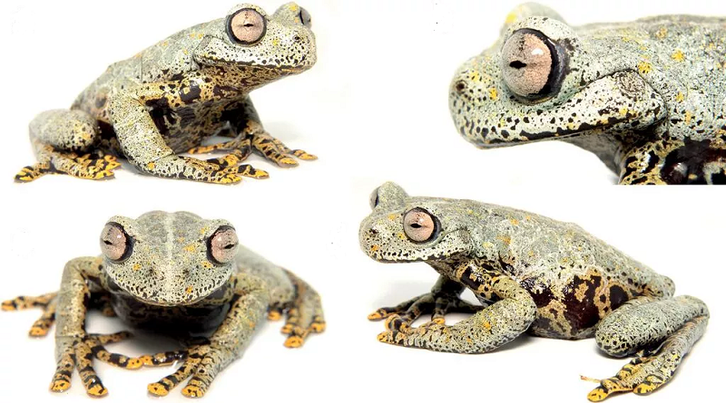 Descubren en Ecuador nueva especie de rana y la nombran en honor a Tolkien