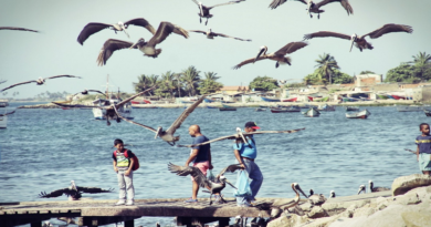 Dictan charlas informativas sobre la Influenza Aviar en La Guaira