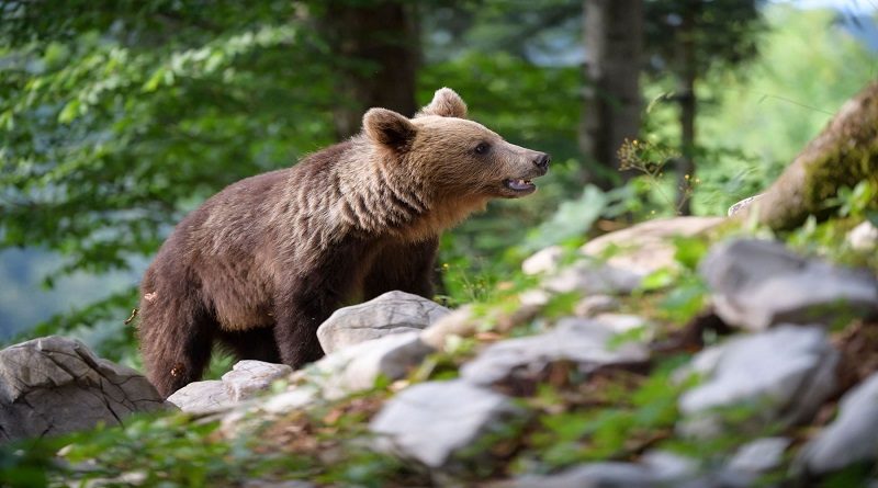 Ecologistas denuncian que más de 200 osos pardos fueron sacrificados en Eslovenia