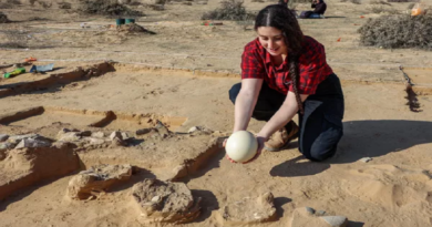 Encuentran restos de un 'omelete' de huevos de avestruz de hace más de 4.000 años