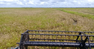Plan de Cosecha inicia en municipio José Antonio Páez de Apure