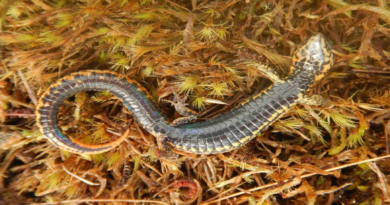 Identifican nueva especie de lagartija en parque de Perú