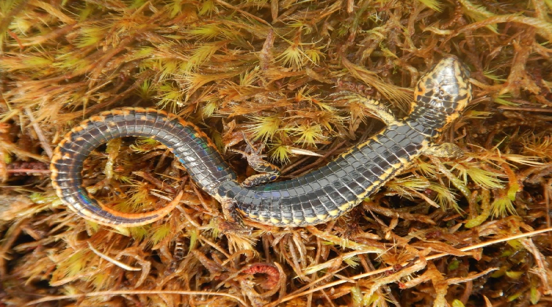 Identifican nueva especie de lagartija en parque de Perú