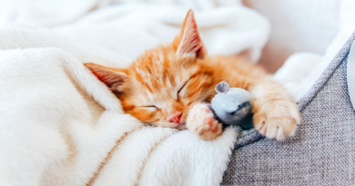 Los gatos tienen son más propensos a generar tumores malignos que los perros