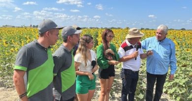 Producción de girasoles en Portuguesa tiene un rendimiento de al menos 40 % en elaboración de aceite