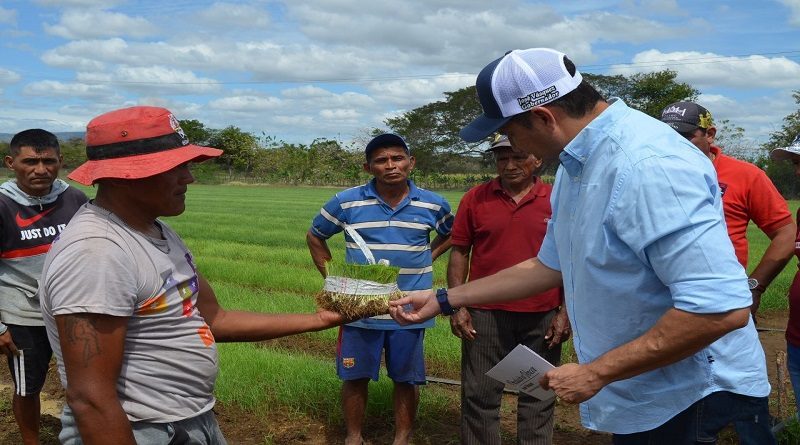 Productores hortícolas de Guárico se organizan para inicio del cultivo de cebolla 3