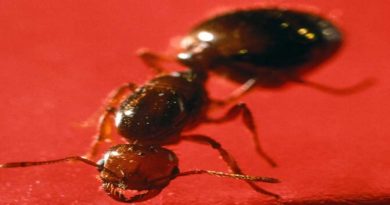 Teoría de la materia activa explica conducta grupal de hormigas